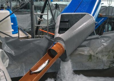 Fiskepumpe flytter laks hos Danish Salmon